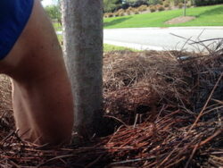 pine mulch best results thickness