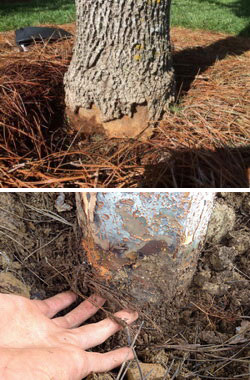 landscape mulch damage to tree
