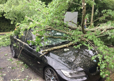 tree falls on car Nashville
