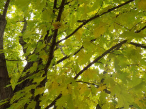 photos yellow green trees fall